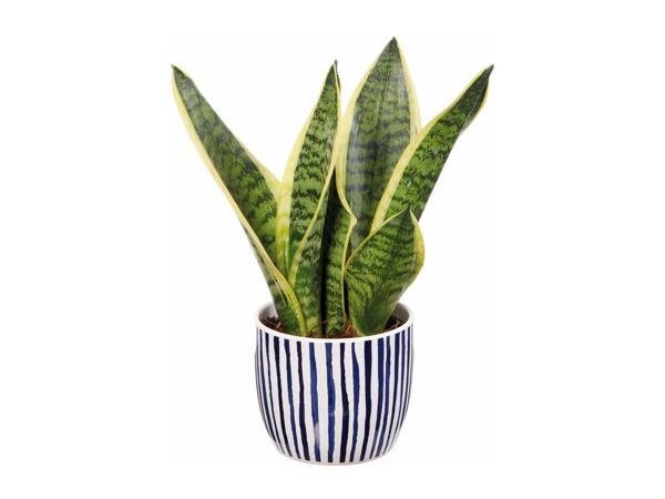 Plant in Ceramic