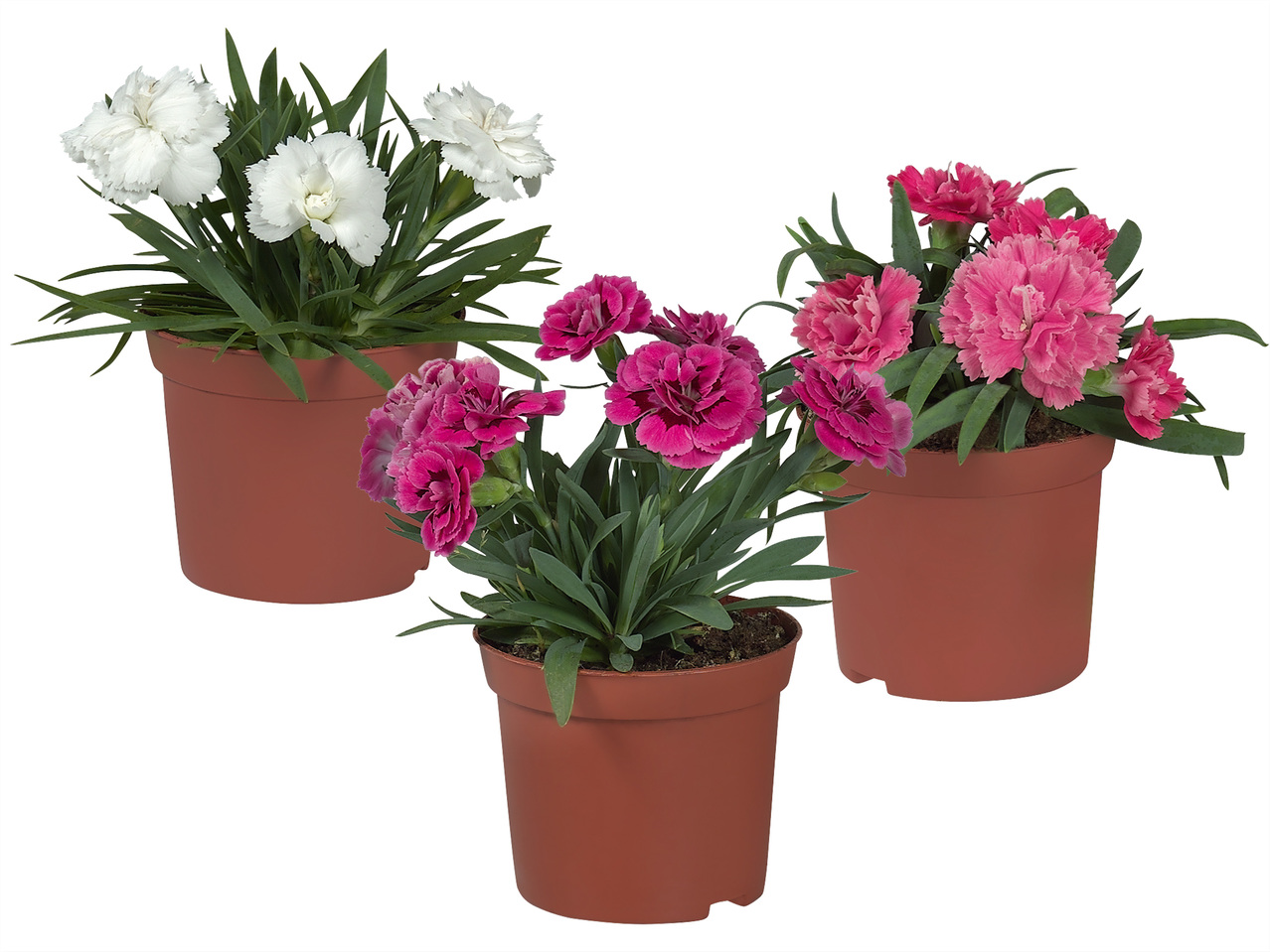 Dianthus Nelke