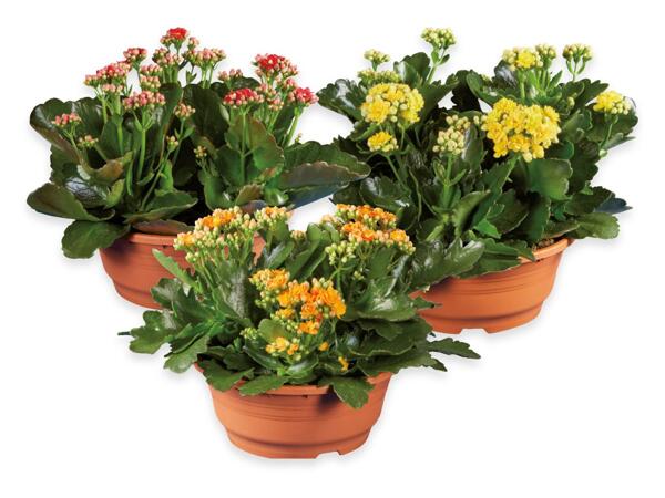 Kalanchoe
