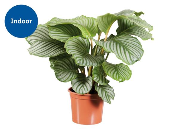 Calathea