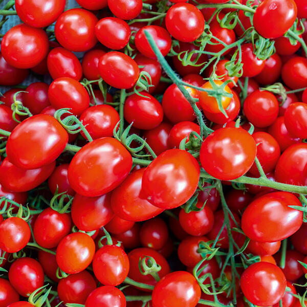 Cherry-Pflaumen-Rispentomaten