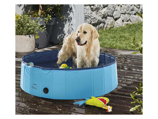 ZoofariDog Pool