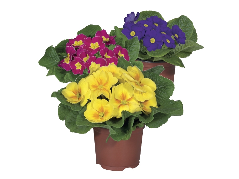 Primrose
