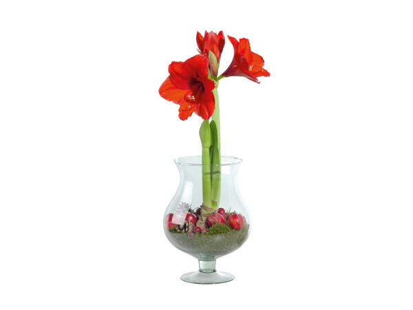 Amaryllisgrupp i glasvas