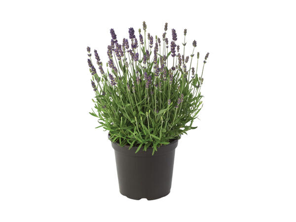Lavendel Hidcote Blue