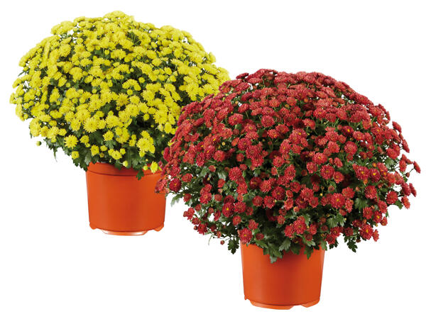 Chrysanthemenbusch