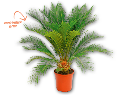 Exklusive Palme