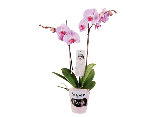 Super Mama Orchid
