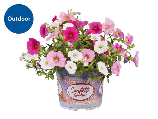 Confetti Garden Plants