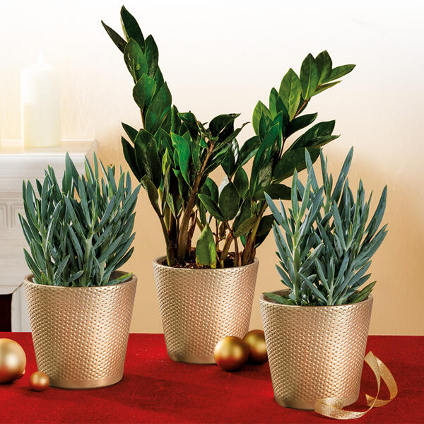 Glücksfeder Zamioculcas / Senecio "Aquarine Mount Everest"