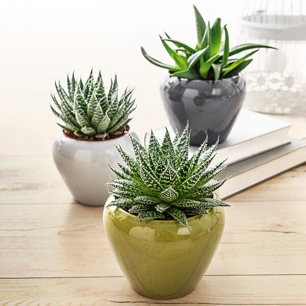 Aloe-Mix