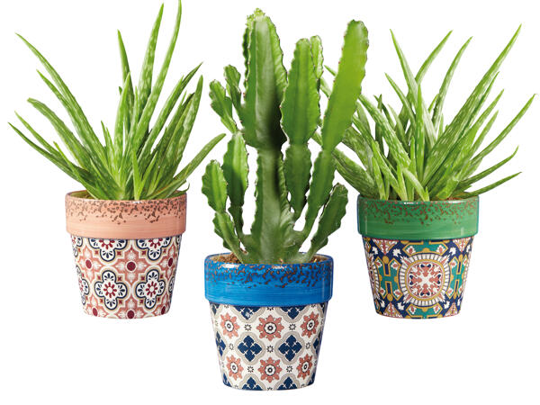 Euphorbia oder Aloe Vera in Evora-Keramik