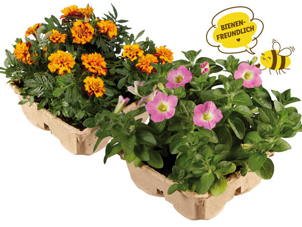 Beetpflanzen im 4er Tray