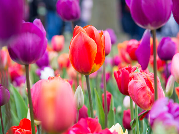 Tulpen