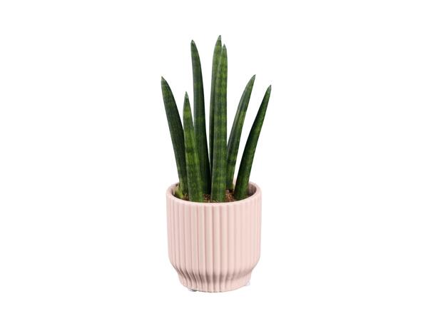 Mini Succulent in Modern Ceramic Pot