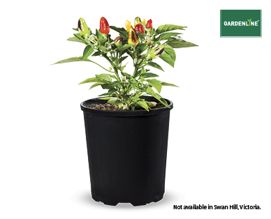 Chilli Plant 125mm