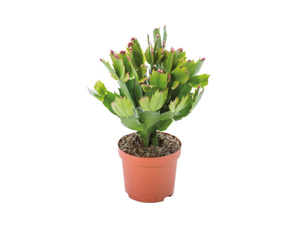 Christmas Cactus