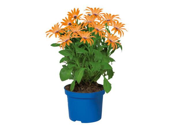 Osteospermum