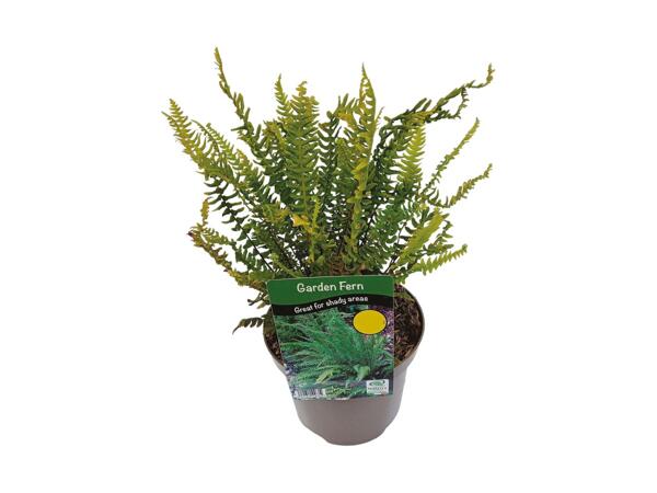 Garden Ferns