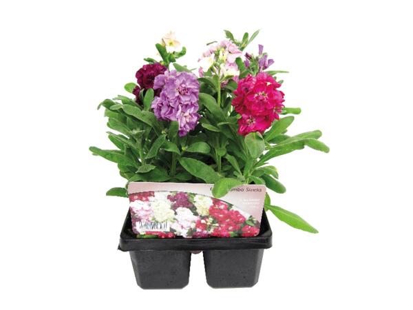 Jumbo Scented Stock