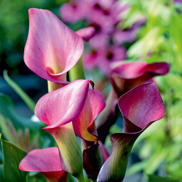 Calla