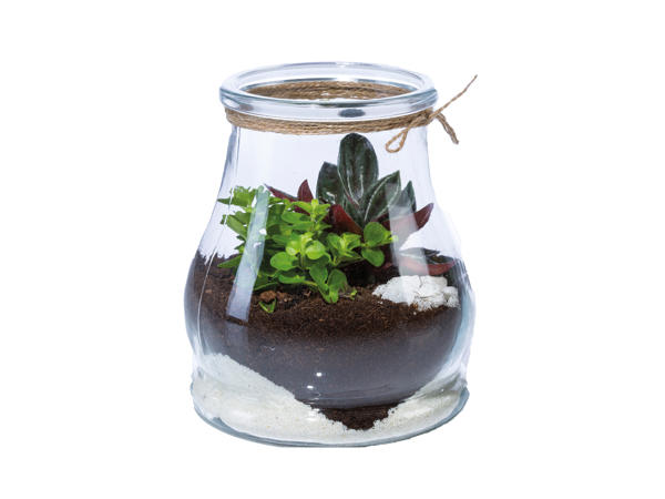 Terrarium1