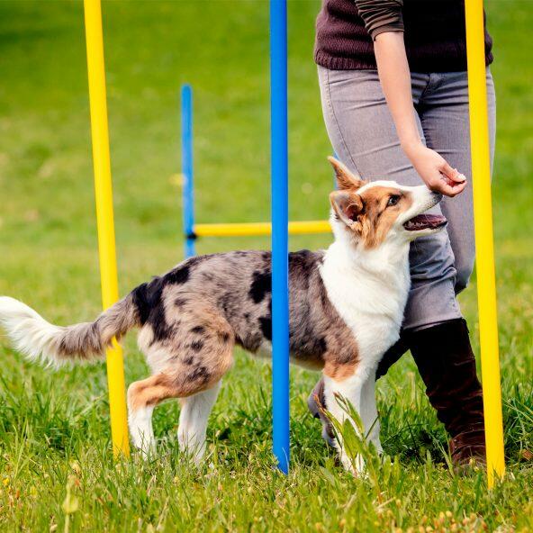 Agility udstyr