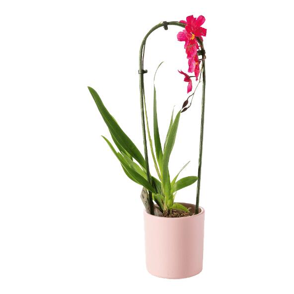Orchidée