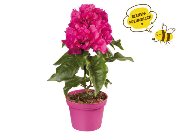 Bougainvillea (Drillingsblume)