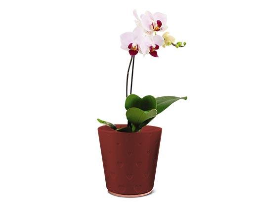 5" Easy Orchid Assorted Colors
