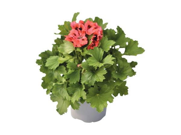 Regal Pelargonium