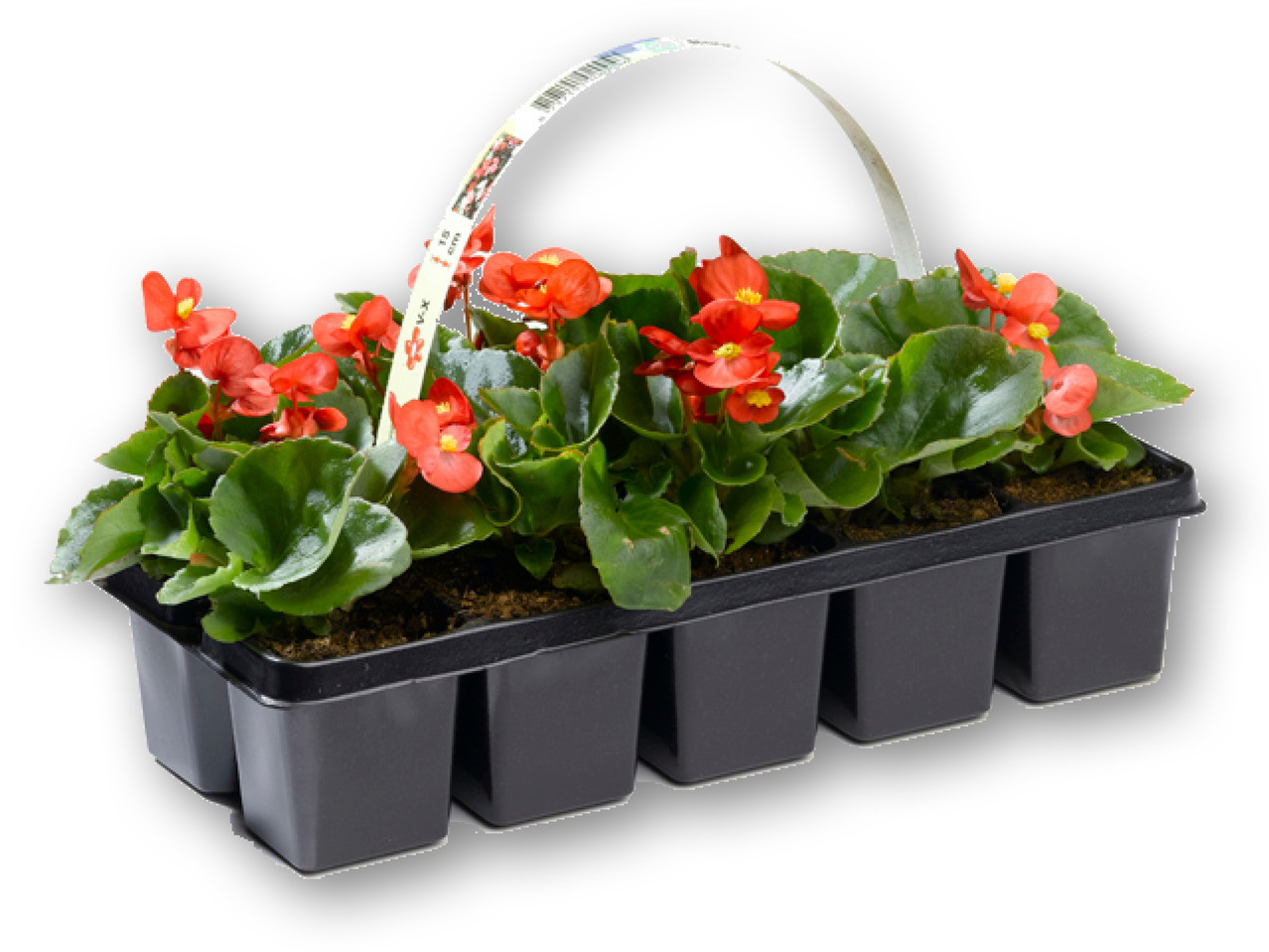 Danske bedplanter 10'er bakke