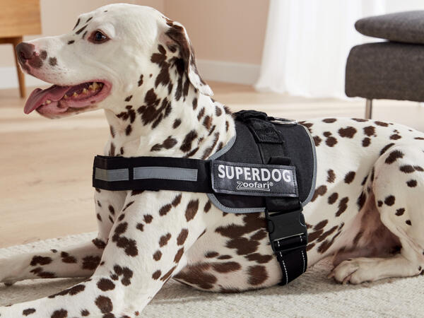 Harnais pour chien