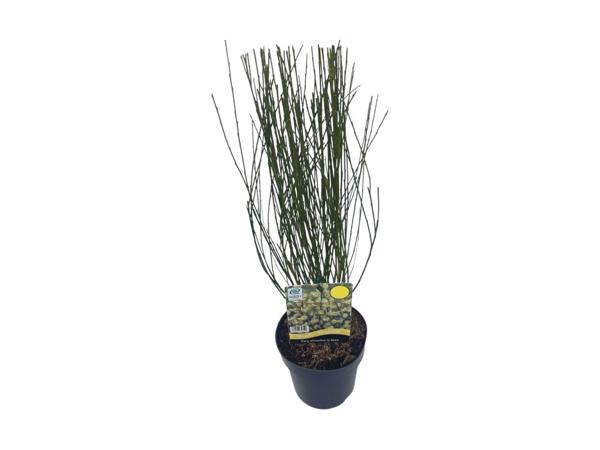 Cytisus Praecox Mix/​Broom