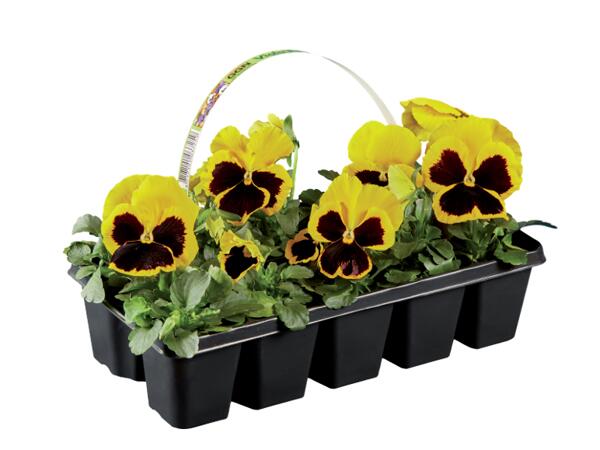 Spring Plants