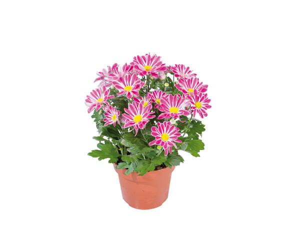 Chrysanthemum