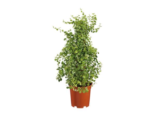 Devil's Ivy Climber