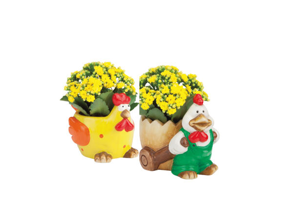 Kalanchoe i påskkruka
