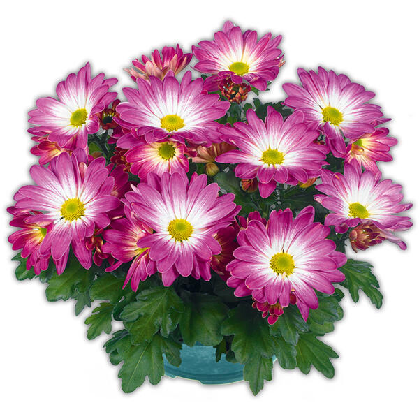 Chrysantheme