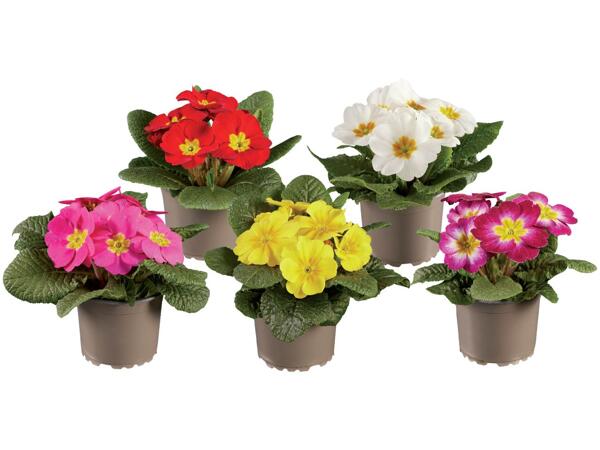 Primula acaulis