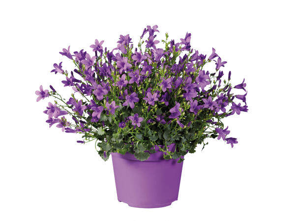 Campanula