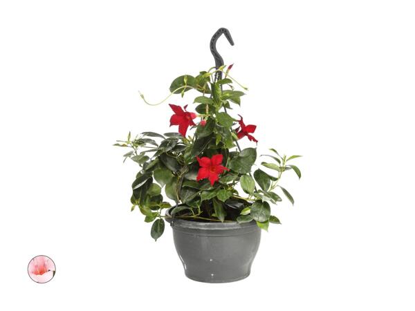 Dipladenia in vaso a sospensione