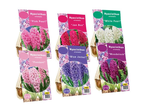 Hyacinth Bulbs
