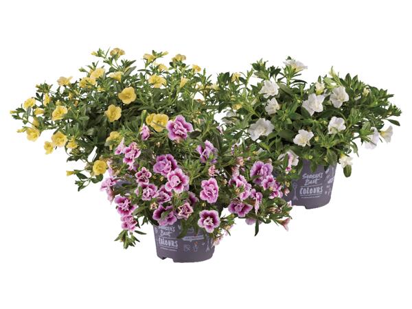 Småpetunia