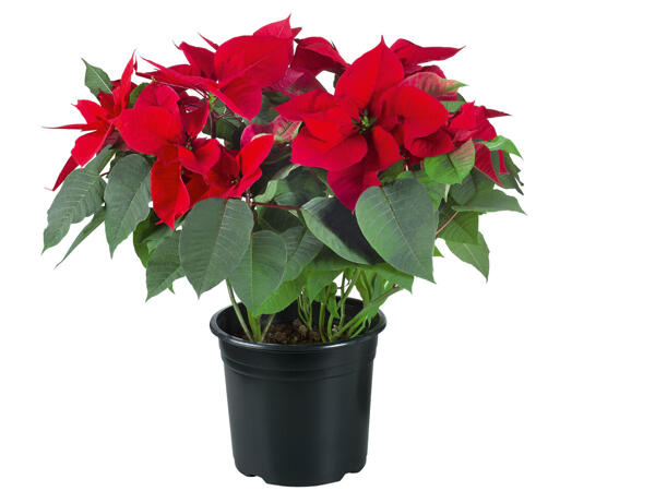 Poinsettia