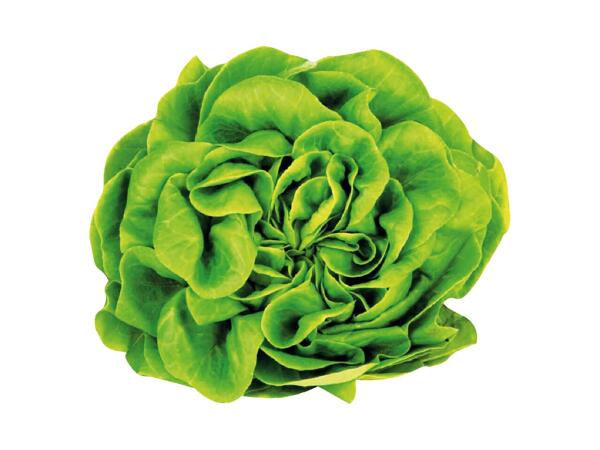 Butterhead Irish Lettuce