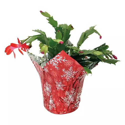 5" Christmas Cactus - Assorted Colors