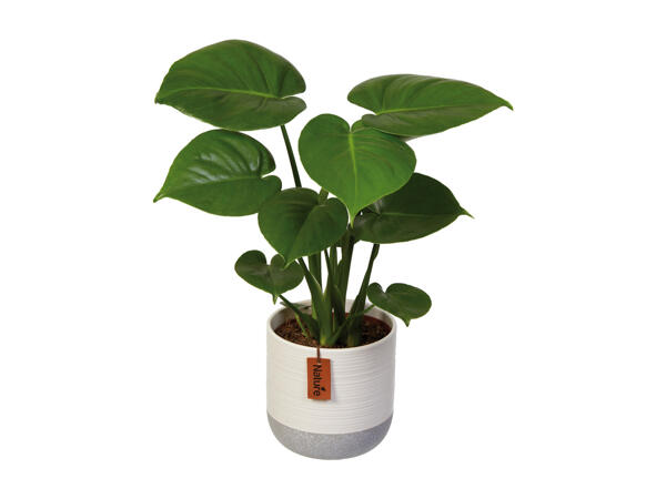 Green Plants "easy care Heroes"