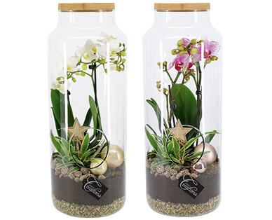 ORCHIDÉE DANS UN VASE DE QUALITÉ SUPÉRIEURE