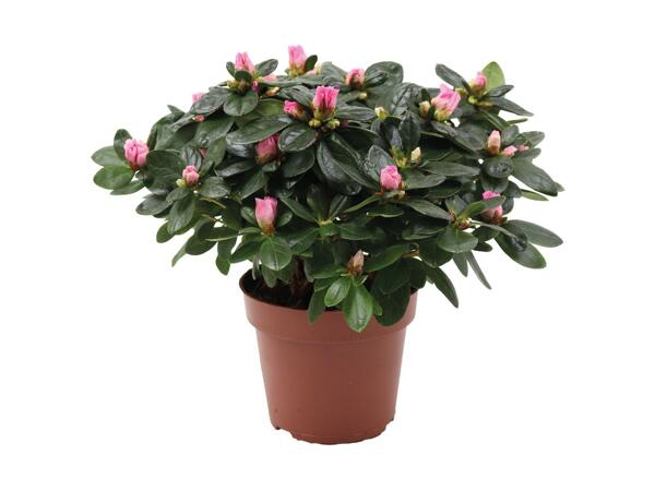Azalea